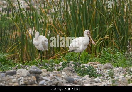 Zwei Jugendliche Löffler am Fluss, Malaga, Andalusien, Spanien. Stockfoto