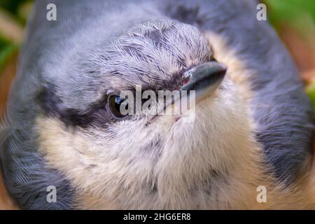 Nahaufnahme des Kopfes eines Vogels (sitta europaea) Stockfoto