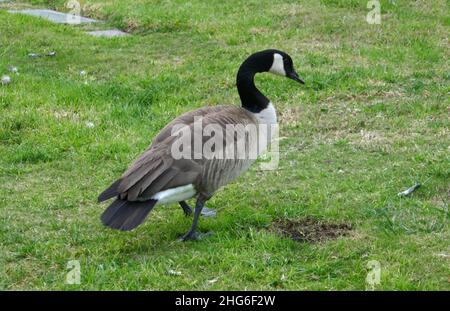 Inglewood, California, USA 15th January 2022 Canadian Goose at Inglewood Park Cemetery on January 15, 2022 in Inglewood, Los Angeles, California, USA. Foto von Barry King/Alamy Stockfoto Stockfoto