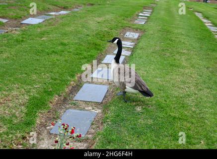 Inglewood, California, USA 15th January 2022 Canadian Goose at Inglewood Park Cemetery on January 15, 2022 in Inglewood, Los Angeles, California, USA. Foto von Barry King/Alamy Stockfoto Stockfoto