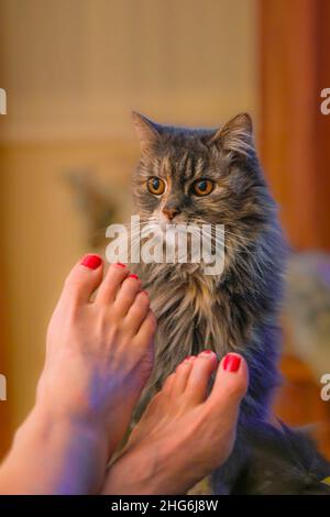 Katze, Womans Füße Stockfoto