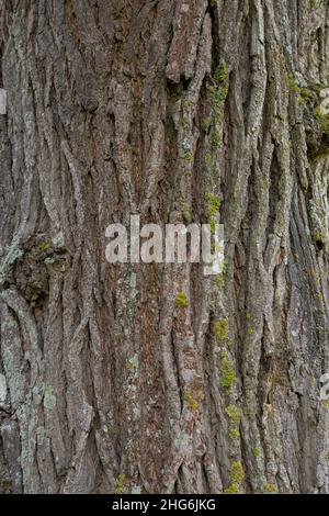 Ulmus glabra Rinde Stockfoto