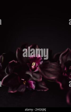 Tiefe violette Orchideen vor dunklem Hintergrund Vertikal mit Kopierraum. Launische Valentine-Laie Mit Blumenmuster. Purple Phalaenopsis Orchideen. Stockfoto