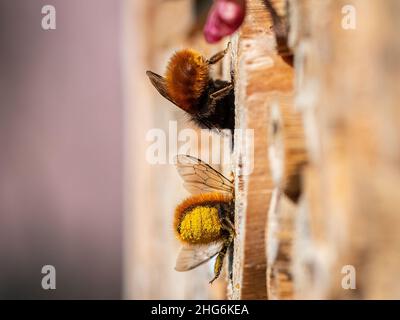 Osmia-Wandbienen sitzen auf Nisthilfe, sonniger Frühlingstag, Wien (Österreich) Stockfoto