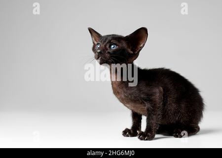 Orientalisch schwarzes Kätzchen mit blauen Augen isoliert vor grauem Hintergrund Stockfoto