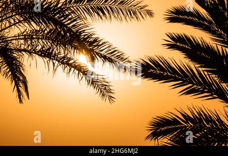 Silhouetten von Palmblättern gegen den tropischen Sonnenuntergang Stockfoto