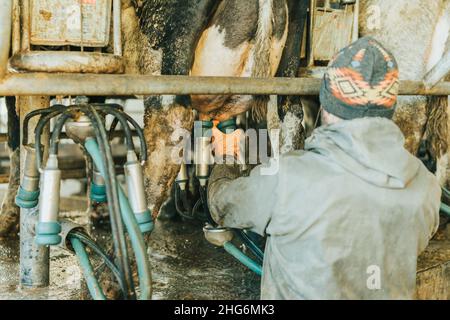 Mann auf dem Rücken in Arbeitskleidung, der einer Kuh Zitzenbecher aufsetzt Stockfoto