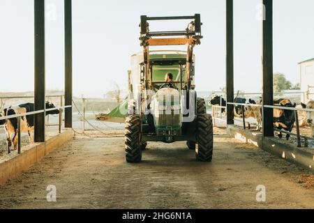 Traktor bereitet sich auf die Fütterung von Kühen in einem Betrieb vor Stockfoto