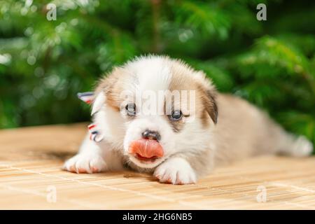 Niedliche kleine Welpen von welsh Corgi pembroke Hunderasse mit Zunge draußen liegen Stockfoto