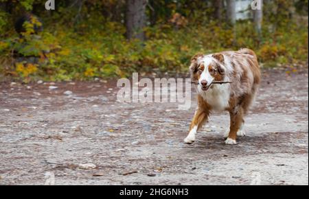 Australian Shepherd Hund spielt mit Spielzeug. Foto eines australischen Schäferhundes im Freien. Scharfer Fokus auf die Augen, geringe Schärfentiefe. Selektiver Fokus, keine pe Stockfoto