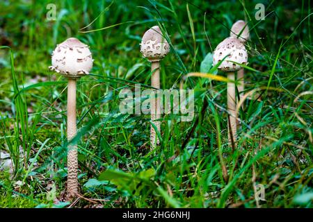 Schöner junger Regenschirmpilz, der im hohen grünen Gras am Waldrand wächst. Stockfoto