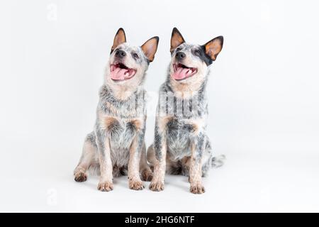 Zwei niedliche blaue Heeler Welpen sitzen isoliert auf weißem Hintergrund. Australische Rinderhunde Haustier Porträt Stockfoto