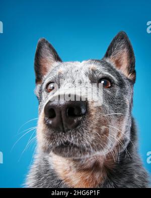 Nahaufnahme von Blue Heeler oder australischem Rinderhundgesicht. Weitwinkel-Tierporträt Stockfoto