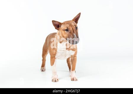 Hündin von Miniatur-Bullterrier der roten Farbe stehend isoliert auf weißem Hintergrund Stockfoto