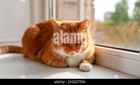 Rote Hauskatze, die sich hinlegt und auf weißem Fensterbrett zu Hause im Sonnenlicht schläft Stockfoto