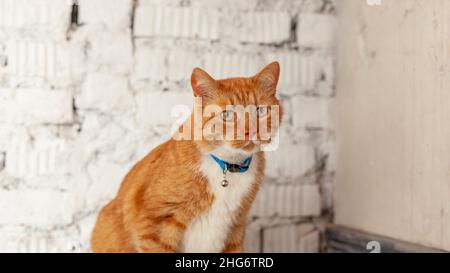 Porträt einer häuslichen rot gestromten Katze, die zu Hause auf einem Wandhintergrund sitzt Stockfoto