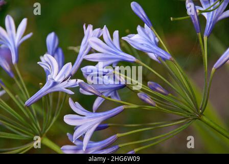 Blaue Afrikanische Lilie, Agapanthus praecox. Lilie des Nils, Nahaufnahme Stockfoto