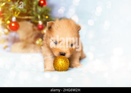 Niedlicher kleiner Welpe der pommerschen spitz-Rasse Hund liegt mit funkelndem Spielzeug auf dem Hintergrund des weihnachtsbaums. Haustiere bei schönen Bokeh-Lichtern. Neues Jahr Stockfoto