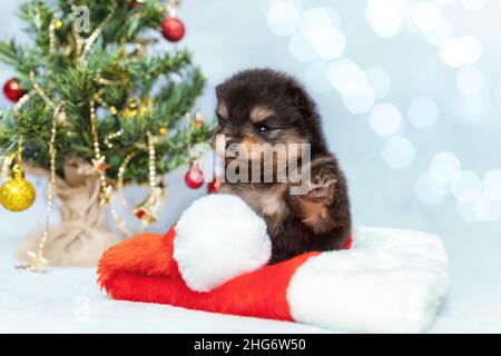 Niedlichen kleinen Welpen von pommerschen spitz Rasse Hund sitzt mit weihnachtsmütze auf dem Hintergrund von weihnachtsbaum. Haustiere bei schönen Bokeh-Lichtern. Neujahr CO Stockfoto