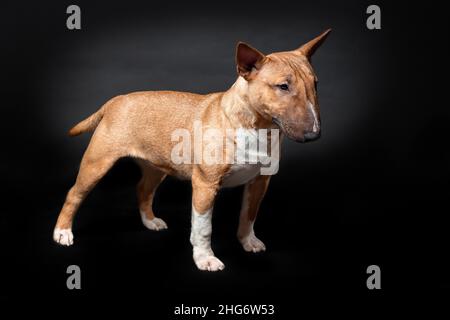 Hündin von Miniatur-Bullterrier der roten Farbe stehend isoliert auf schwarzem Hintergrund Stockfoto