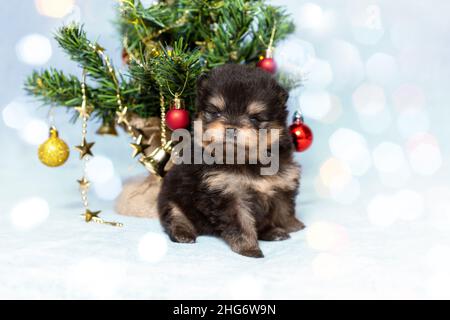 Niedliche kleine Welpen von pommerschen spitz Rasse Hund auf dem Hintergrund von weihnachtsbaum. Haustiere bei schönen Bokeh-Lichtern. Konzept für das neue Jahr. Stockfoto