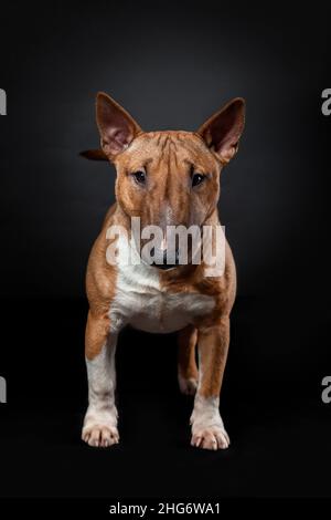 Porträt der Hündin von Miniatur-Bullterrier der roten Farbe stehend isoliert auf schwarzem Hintergrund Stockfoto