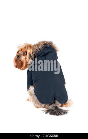 Sad yorkshire Terrier in schwarzer Jacke mit Kapuze isoliert auf weißem Hintergrund Stockfoto