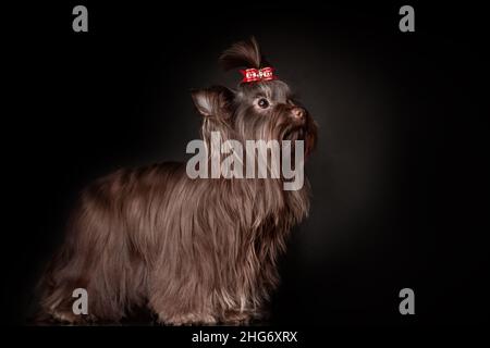 Schöner Yorkshire Terrier Hund mit langen Haaren von dunkelbrauner Schokoladenfarbe und roter Schleife, die vor schwarzem Hintergrund steht Stockfoto