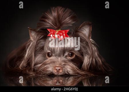 Nahaufnahme Porträt des Kopfes von schönen Yorkshire Terrier Hund Schokolade Farbe auf schwarzem Hintergrund Stockfoto