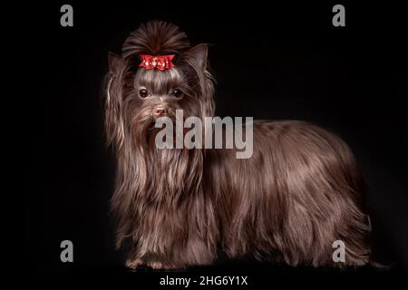 Schöner Yorkshire Terrier Hund mit langen Haaren von dunkelbrauner Schokoladenfarbe auf schwarzem Hintergrund Stockfoto