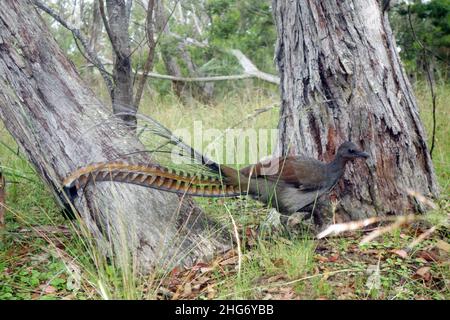Herrliche Lyrebird, die im Busch nach Gruben kratzen, Wollomombi Falls, Oxley Wild-Nationalpark, New South Wales, Australien Stockfoto