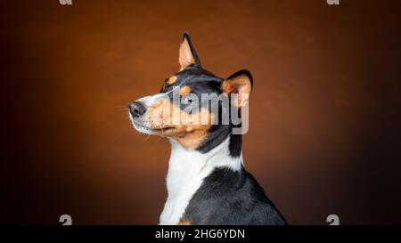 Porträt des afrikanischen basenji-Rassehundes vor braunem Hintergrund Stockfoto