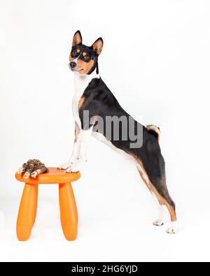 Junger Hund der afrikanischen basenji Rasse von tricolor Farbe schwarz und orange auf dem Stuhl stehend während der Ausbildung Gehorsam. Studioaufnahme, isoliert auf weißem Rücken Stockfoto