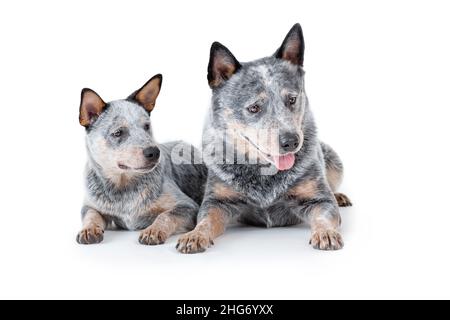 Zwei blaue Heeler oder australische Rinderhunde, Erwachsene und Welpen, liegen und blicken isoliert vor weißem Hintergrund herunter. Stockfoto