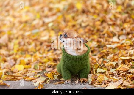 Der traurige kleine chihuahua Hund in stylischer grüner Strickkleidung sitzt in der kalten Herbstsaison inmitten gelb gefallener Blätter in der Natur. Stockfoto