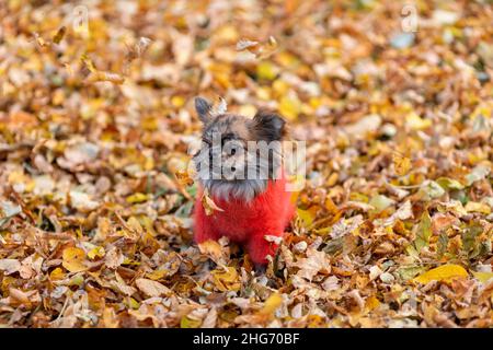 Niedlicher und witziger kleiner chihuahua Hund in stylischer roter Strickkleidung spielt in der kalten Herbstsaison zwischen gefallenen Blättern. Stockfoto