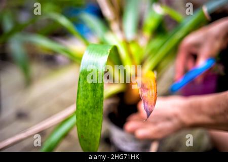 Frau Hände Nahaufnahme halten Reinigung Beschneiden Topfe dracena grün Pflanze Topf Blumentopf außerhalb Haus Garten Hinterhof Nahaufnahme verschwommen Hintergrund Stockfoto