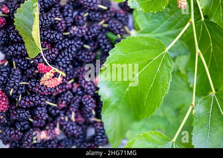 Makro-Nahaufnahme schwarz lila und rot reifen Maulbeeren Muster gepflückt von Gartenfarm mit grünen Blättern als Hintergrund Stockfoto