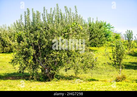 Apfelgarten mit großem Baum und hängenden roten Früchten und fiel auf den Boden im Garten im Herbst oder Sommer Bauernhof Landschaft in Virginia mit grünen le Stockfoto