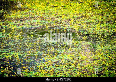 Abstraktes Muster Hintergrund von nymphoides peltata gesäumte Seerose mit gelben schwebenden Herzblumen in Wasserteich in Virginia ländlichen Land ländlichen ga Stockfoto