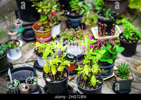 Holzhaus Deck Boden Terrasse Terrasse mit Sommer eingetopften grünen Pflanzen Basilikumblätter im Garten, Sukkulenten und purslane Blumen Stockfoto