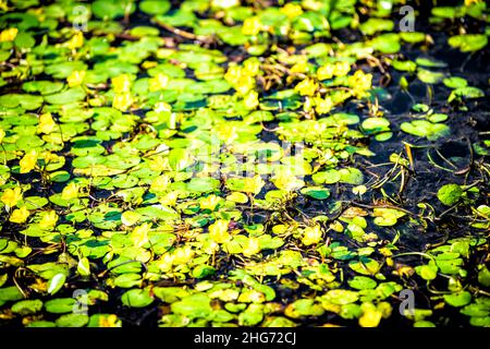 Abstraktes Muster Nahaufnahme Hintergrund von nymphoides peltata gesäumte Seerose mit gelb schwebenden Herzblumen in Wasser Sumpf Teich im Virginia Garten Stockfoto