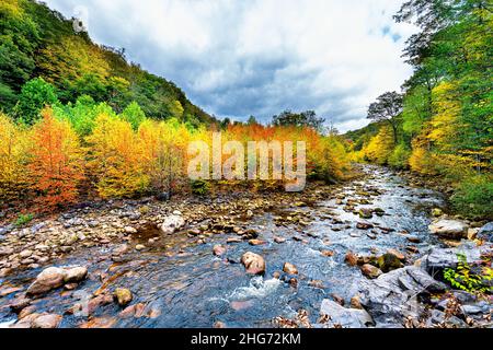 Fließendes Wasser am Red Creek in der Wildnis von Dolly Sods, West Virginia, mit farbenprächtigem, goldorange-gelben Herbstlaub von Bäumen im Canaan Valley A Stockfoto