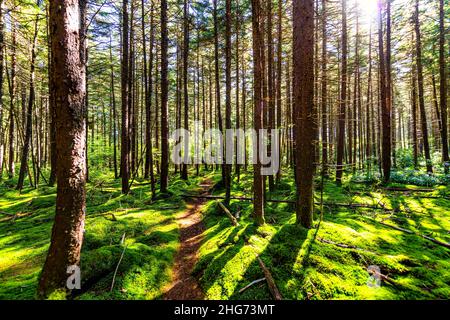 Rote Fichtenbäume üppig grünes Moos Sonnenstrahlen und Fußweg Straße am Gaudineer Knopf Monongahela National Forest Shavers Allegheny Mountains Stockfoto