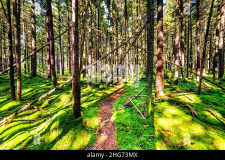 Rote Fichtenbäume üppig grüne Moos bedeckte Wälder mit Wanderweg Straße am Gaudineer Knopf Monongahela National Forest Shavers Allegheny Mountains Stockfoto