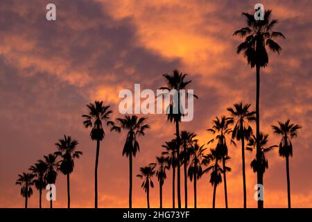 Silhouette einer Reihe von hohen Palmen vor einem goldenen und orangen Sonnenuntergang in Los Angeles, Kalifornien Stockfoto
