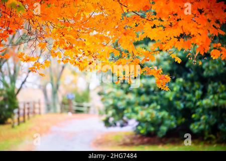 Bunte orange gelb rot Ahornbaum Zweig Vordergrund Herbst Blattfarbe Laub Blätter Saison in ländlichen Landschaft Hintergrund der Feldweg in Einem Stockfoto