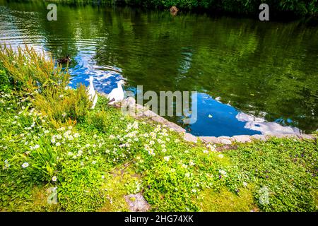 London St James Jamess Park grüner See Teich an üppigen grünen Sommertag in Großbritannien mit Wasserspiegelung und Vögel Enten Wasservögel Gänse Familie mit Küken Gos Stockfoto