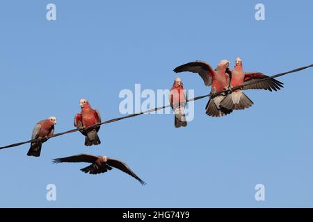 Die australischen pinken und grauen GALAH sitzen auf Draht Stockfoto