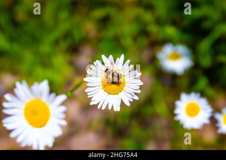 Weiße, gewöhnliche Gänseblümchen-Wildblumen aus Ochsenaugen, Makro-Nahaufnahme Textur aus weißen Blütenblättern und Honigbienen-Insekten, die Pollennektar auf dem Wanderweg in Sugar Mou sammeln Stockfoto